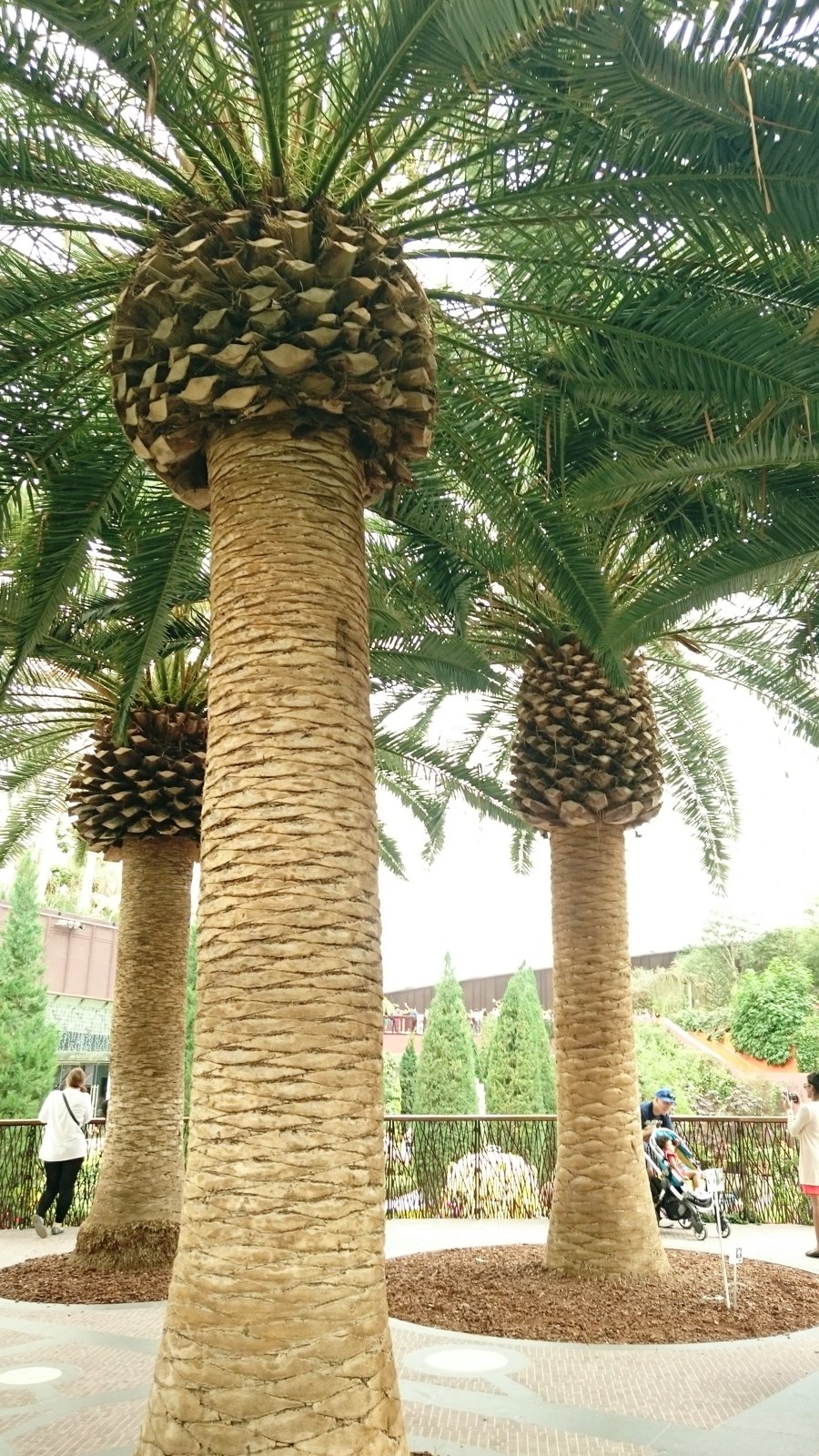 Canary Island palms