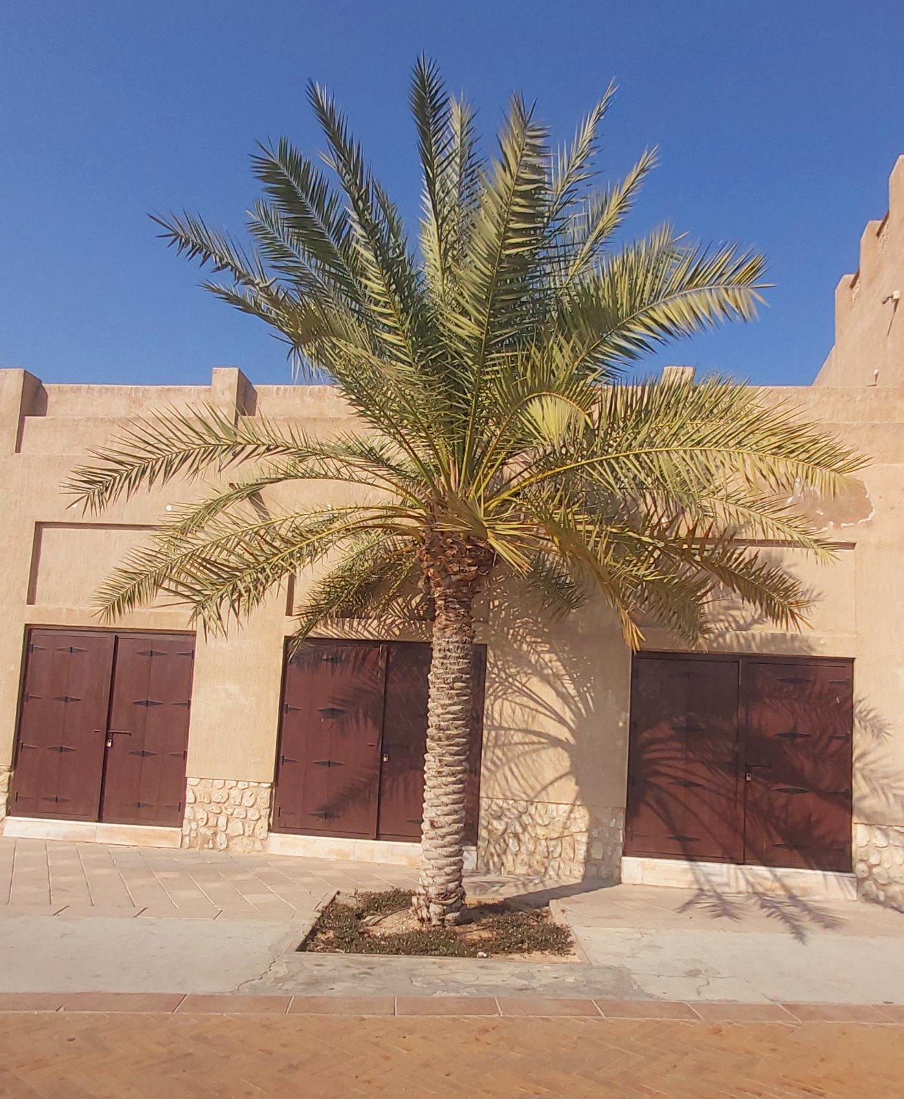 Date palm trees