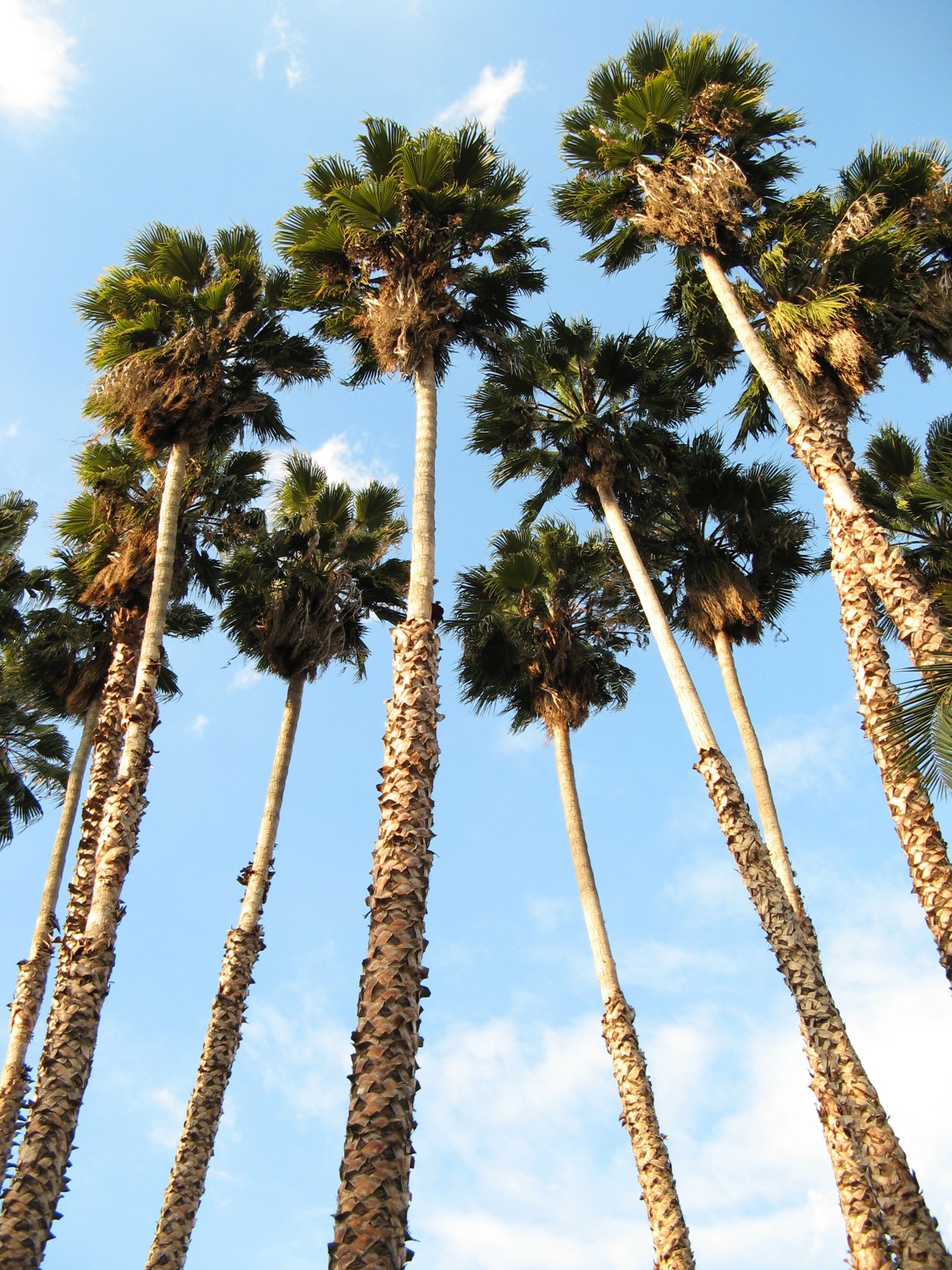 Washingtonia Canopy